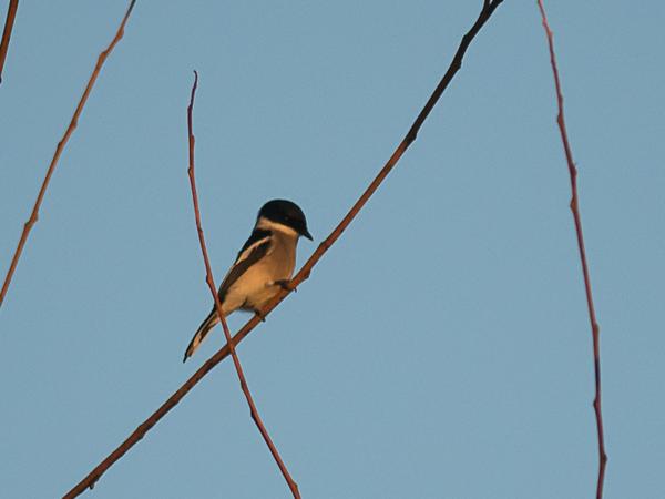 <h3><a href="/trips/srilanka/biota/animalia/chordata/aves/040 passeriformes/034 tephrodornithidae/hemipus picatus/hemipus picatus-nl.html">Hemipus&nbsp;picatus</a> / Bar‑winged&nbsp;flycatcher‑shrike / Bonte&nbsp;dwergtriller</h3>NIKON D500 met AF-S Nikkor 300mm f/2.8G IF-ED VR II, 1/8000 sec  bij F2.8, ISO 800, afstand 19.9&nbsp;m